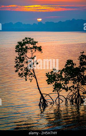 Red Mangroves (Rhizophora stylosa), die gegen den Sonnenaufgang am Morgen auf der Cape York Peninsula, Queensland, Australien, dargestellt werden Stockfoto