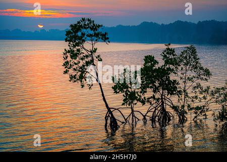 Red Mangroves (Rhizophora stylosa), die gegen den Sonnenaufgang am Morgen auf der Cape York Peninsula, Queensland, Australien, dargestellt werden Stockfoto