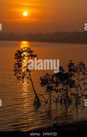 Red Mangroves (Rhizophora stylosa), die gegen den Sonnenaufgang am Morgen auf der Cape York Peninsula, Queensland, Australien, dargestellt werden Stockfoto