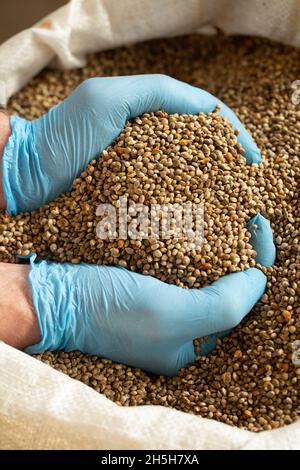 Männliche Hände in Gummi, blaue Handschuhe halten Sativa Hanf Körner Stockfoto