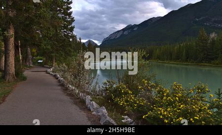 Gepflasterter Fußweg entlang des Bow River in Banff, Alberta, Kanada, in den Rocky Mountains, umgeben von Wäldern mit Nadelbäumen und schönen gelben Blumen. Stockfoto