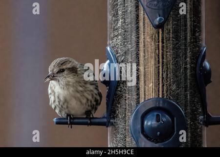 An einem Herbsttag thronte Kiefernsiskin auf einem Hinterhof-Distel-Futterhäuschen. Stockfoto