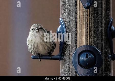 An einem Herbsttag thronte Kiefernsiskin auf einem Hinterhof-Distel-Futterhäuschen. Stockfoto