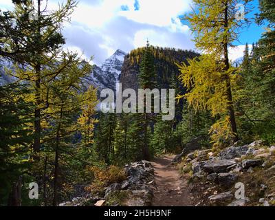 Atemberaubende Landschaft mit Wanderweg zwischen bunten Bäumen im Herbst, der zum berühmten Big Beehive in der Nähe von Lake Louise, Banff National Park, Kanada führt. Stockfoto