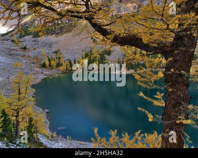 Blick auf den Agnessee mit schimmerndem Wasser im Herbst durch die gelb gefärbten Lärchenzweige im Banff National Park, Kanada. Stockfoto