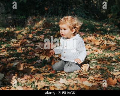 Ein süßer kleiner Junge in einem Herbstpark hält ein paar bunte Ahornblätter in seinen Händen. Stockfoto