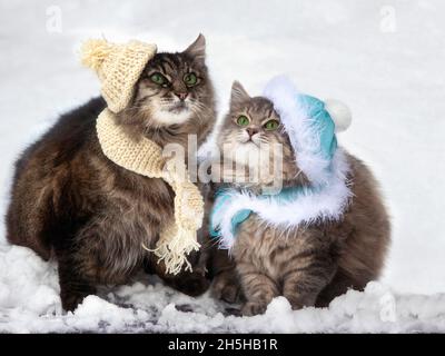 Zwei lustige Katzen sitzen auf dem Schnee Stockfoto