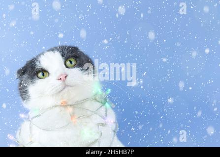 Niedliche lächelnde Katze in einer Weihnachtsgirlande auf dem Hintergrund des fallenden Schnees, kopieren Raum. Stockfoto