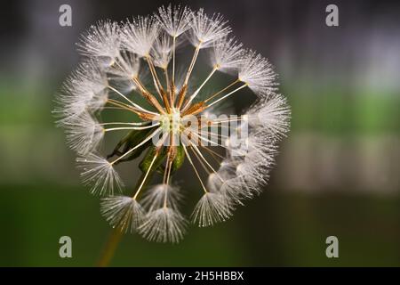 Makrofoto einer mit Samen gefüllten Delelonblüte Stockfoto