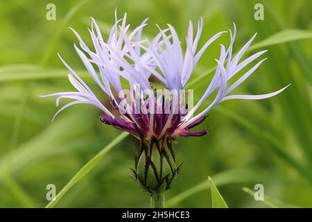 Nahaufnahme einer zartvioletten centaurea-Blume, Seitenansicht Stockfoto