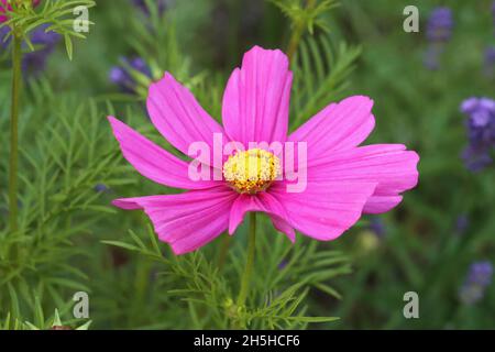 Nahaufnahme einer frischen, kosmischen Bipinnatus-Blume vor einem natürlichen, verschwommenen Hintergrund Stockfoto