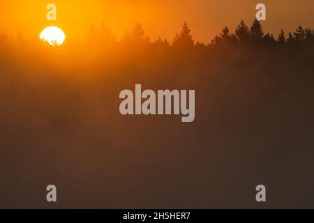 Die Sonne geht über dem nebligen Wald auf Stockfoto