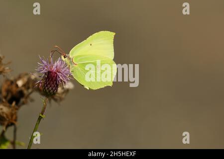 Schwefel (Gonepteryx rhamni) auf Distel sitzend, Wilden, Nordrhein-Westfalen, Deutschland Stockfoto