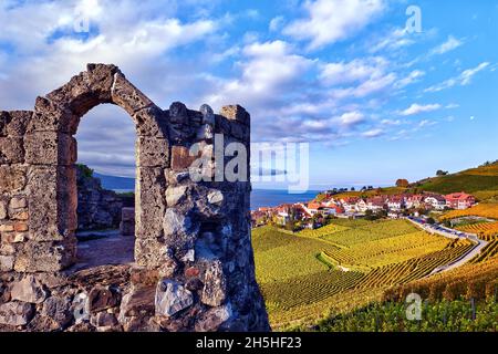 Dorfansicht von Rivaz mit herbstlichen Weinbergen, Lavaux UNESCO-Weltkulturerbe, Kanton Waadt, Schweiz Stockfoto