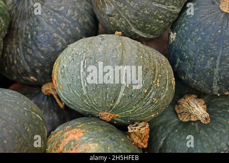 Grüner Kabocha Hokkaido zerquetscht sich im Kürbisstapel Stockfoto