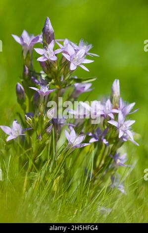 Enzian (Gentianella germanica), Seiser Alm, Dolomiten, Italien Stockfoto