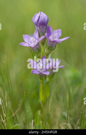 Enzian (Gentianella germanica), Seiser Alm, Dolomiten, Italien Stockfoto