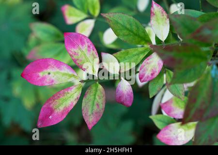 Brennender Busch (Euonymus alatus), Herbstlaub, Emsland, Niedersachsen, Deutschland Stockfoto