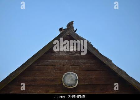 Zwei Katzen sitzen auf dem Dach. Stockfoto