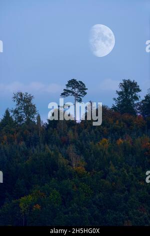 Wald mit Kiefern, Mond, Baden-Württemberg, Deutschland Stockfoto