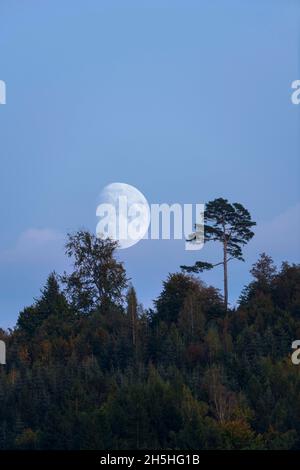 Wald mit Kiefern, Mond, Baden-Württemberg, Deutschland Stockfoto