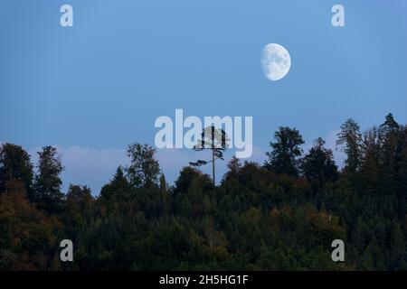 Wald mit Kiefern, Mond, Baden-Württemberg, Deutschland Stockfoto