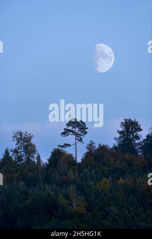 Wald mit Kiefern, Mond, Baden-Württemberg, Deutschland Stockfoto