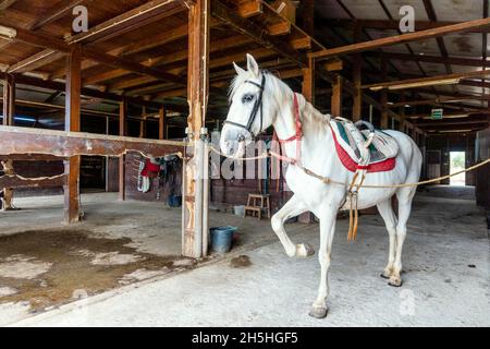 Weißes Pferd mit Pferdegeschirr, das in einem Stall steht Stockfoto