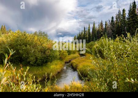 Bach, der durch die herbstliche Landschaft fließt, gelb verfärbende Büsche, Wanderweg im Tal der fünf Seen, Jasper National Park, Berge Stockfoto