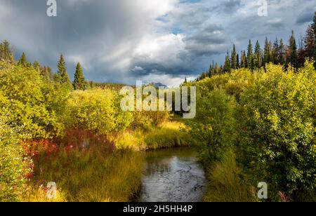 Bach, der durch die herbstliche Landschaft fließt, gelb verfärbende Büsche, Wanderweg im Tal der fünf Seen, Jasper National Park, Berge Stockfoto