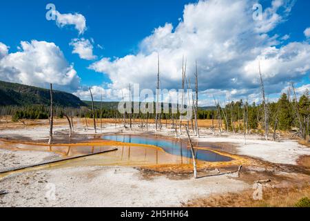 Tote Bäume in Opalisierenden Pool mit mineralischen Ablagerungen, schwarzer Sand Basin, Yellowstone National Park, Wyoming, USA Stockfoto