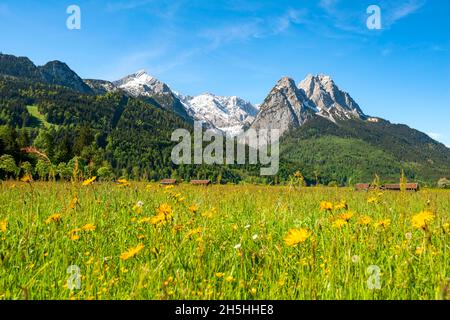 Wiesen mit Wiesenblumen im Frühling, verschneite Gipfel des Wettersteingebirges, Waxenstein und Alpspitze mit Zugspitze, Grainau, Oberbayern Stockfoto