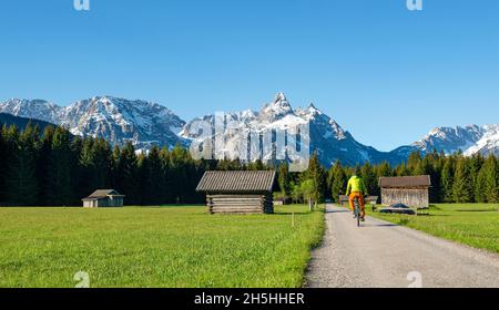 Mountainbiker unterwegs durch Wiese mit Heuschreppen, hinter verschneiten Berggipfeln im Frühjahr, Mieminger Kette mit Ehrwalder Sonnenspitze, Ehrwald Stockfoto