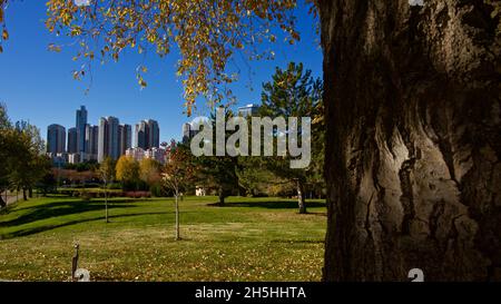Birke im Herbst. Gelbe Birkenblätter vor einem blauen Himmel. Stockfoto