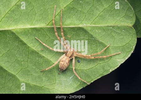 Laufende Krabbenspinne, Philodromus margaritatus, Satara, Maharashtra, Indien Stockfoto