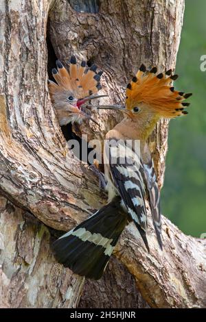 Wiedehopf (Upupa epops), Erwachsene Fütterung, die am Eingang des Nesthöhls mit der Larve einer Schlange, St. Margarethen, Tirol, Österreich, eingebettet ist Stockfoto