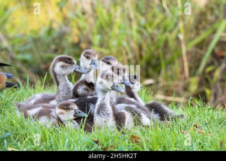 Ägyptische Gänse (Alopochen aegyptiacus), Küken, Hessen, Deutschland Stockfoto