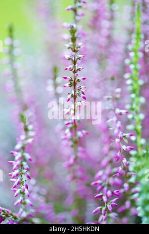 Nahaufnahme von rosa Heidekraut Blumen auf einem verschwommenen Hintergrund Stockfoto