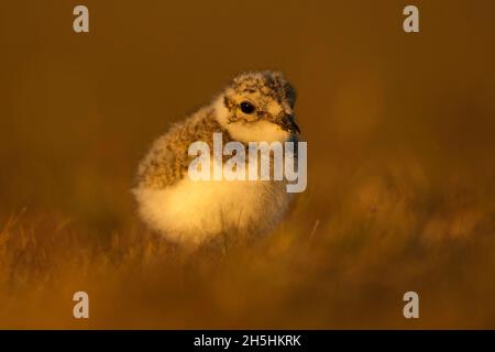 Ringelpfeifer (Charadrius hiaticula), Küken, Texel, Nordholland, Niederlande Stockfoto