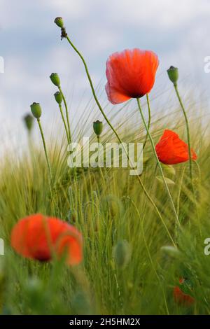 Mohnblumen (Papaver rhoeas), im Gerstenfeld (Hordeum vulgare), Voesch, Kempen, Nordrhein-Westfalen, Deutschland Stockfoto