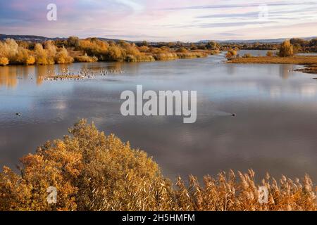 Verschiedene Wasservögel im Vogelschutzgebiet, Vogelschutzgebiet, Flachwasser und Inselzone in Altmühlsee, Muhr am See, Fränkisches Seengebiet, Mitte Stockfoto