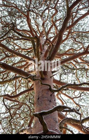 Eine alte Kiefer mit verdrehten Ästen aus der Nähe. Stockfoto