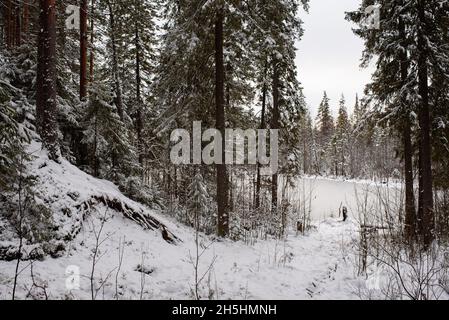 Landschaft. Nadelwald nach dem ersten Schneefall. Stockfoto