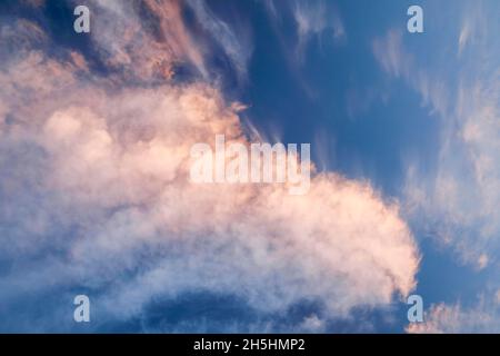 Rosafarbene Zirruswolken bilden während eines Föhnsturms und Sonnenaufgangs am blauen Himmel eine spektakuläre Wolkenformation Stockfoto
