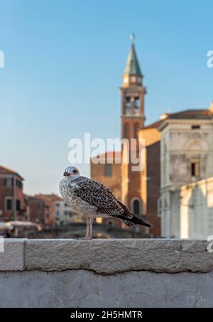 Jungmöwe (Larus michahellis), Chioggia, Italien Stockfoto
