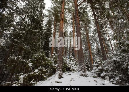 Landschaft. Hohe Kiefern und kleine Tannen staubten mit dem ersten Schnee an einem steilen Hang. Ansicht von unten nach oben. Stockfoto