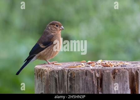 Eurasischer Gimpel (Pyrrhula pyrrhula) Jungvogel, Niedersachsen, Deutschland Stockfoto