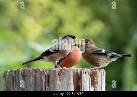 Eurasischer Gimpel (Pyrrhula pyrrhula), Paar mit Jungvögeln, Niedersachsen, Deutschland Stockfoto