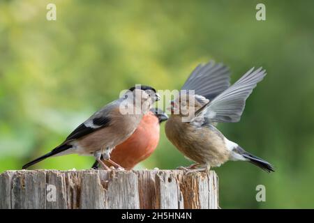 Eurasischer Gimpel (Pyrrhula pyrrhula), Paar mit Jungvögeln, Niedersachsen, Deutschland Stockfoto