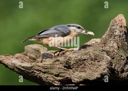 Youngster Eurasian Nuthatch (Sitta europaea) Niedersachsen, Deutschland Stockfoto